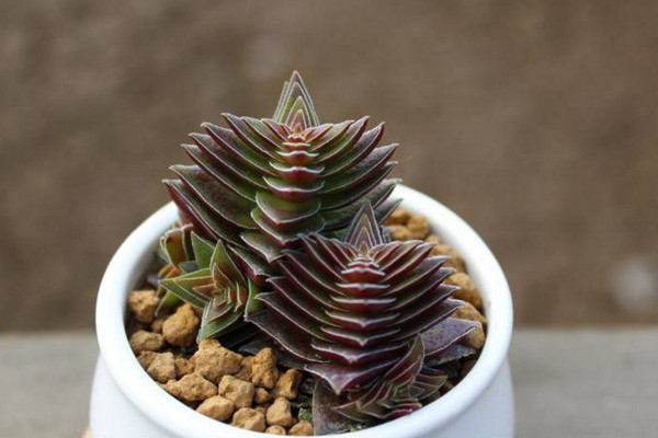 茜之塔徒長怎麼補救,4步即可解決茜之塔徒長