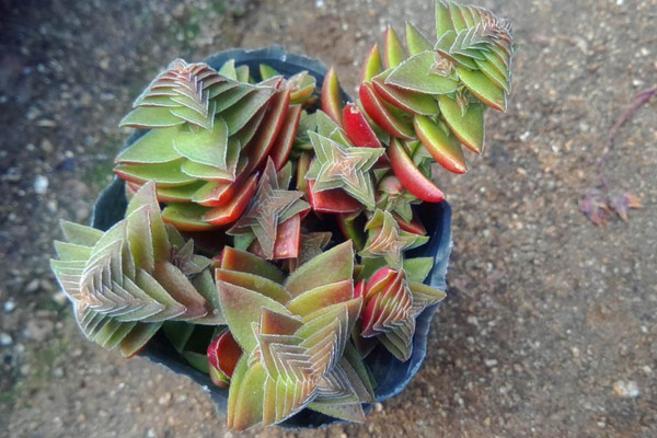 茜之塔徒長怎麼補救,4步即可解決茜之塔徒長