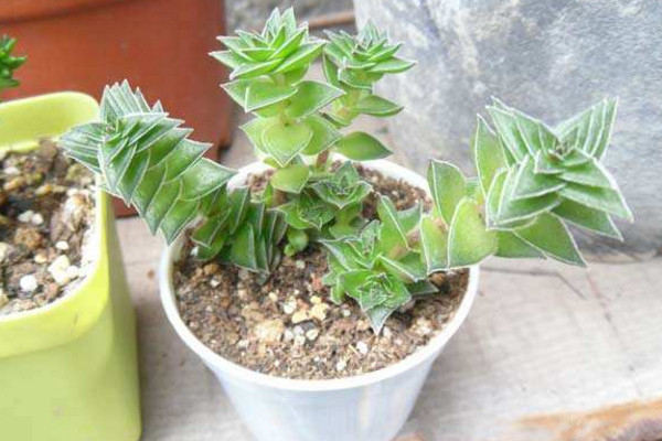 茜之塔徒長怎麼補救,4步即可解決茜之塔徒長