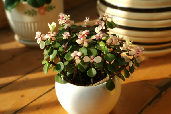 金枝玉葉什麼時候開花,5月是花期(8~9月是果期)