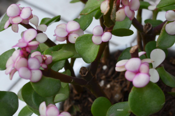 金枝玉葉什麼時候開花,5月是花期(8~9月是果期)