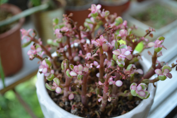 金枝玉葉什麼時候開花,5月是花期(8~9月是果期)