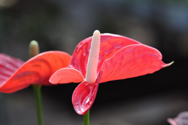 花期長的花有哪些，長春花/倒掛金鍾/四季海棠等