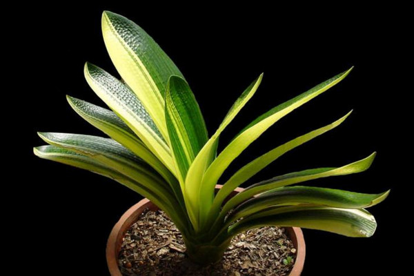怎麼識別君子蘭缺水,缺水植株葉片會幹枯發皺