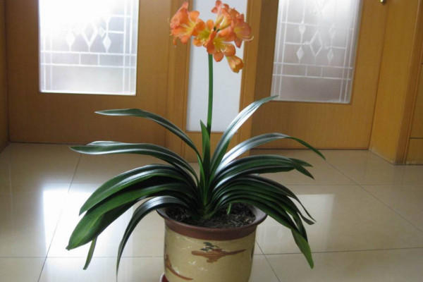怎麼識別君子蘭缺水,缺水植株葉片會幹枯發皺