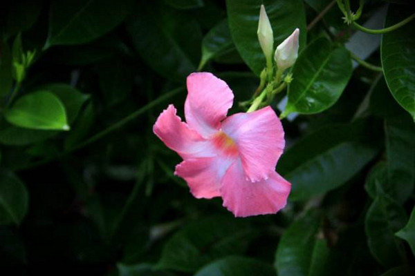飄香藤冬天會死嗎,溫度低於10℃植株就會受凍
