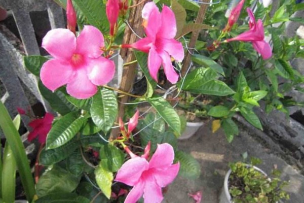 飄香藤冬天會死嗎,溫度低於10℃植株就會受凍