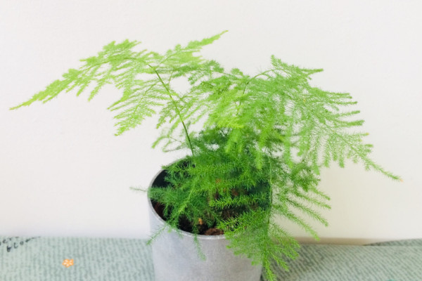 文竹怎麼養才能瘋長,修剪枝葉非常重要