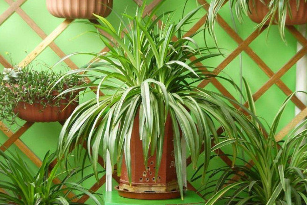 吊蘭為什麼要放雞蛋殼,增加鈣磷元素促進植根發育