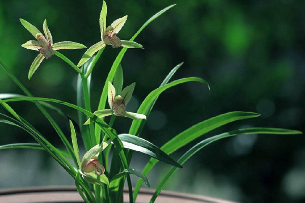 建蘭為什麼不開花,可能是光照、養分不足導致