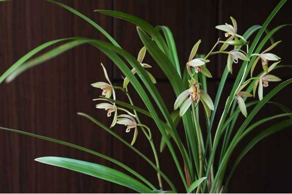 建蘭為什麼不開花,可能是光照、養分不足導致