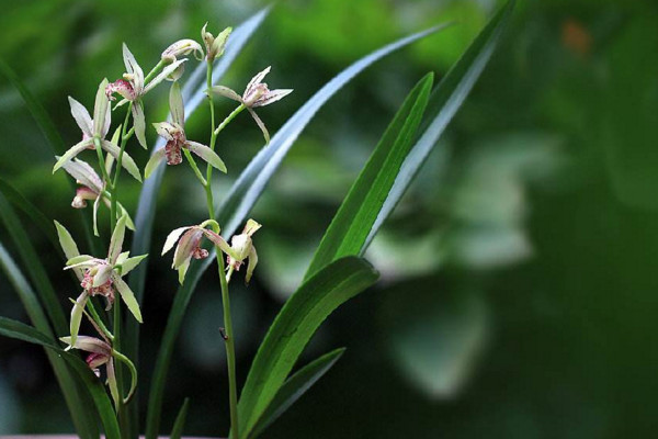 建蘭為什麼不開花,可能是光照、養分不足導致