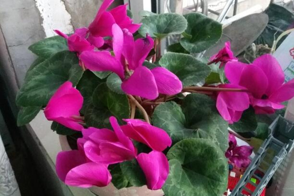 仙客來種子怎麼種植,春秋季種植更有利於種子萌發