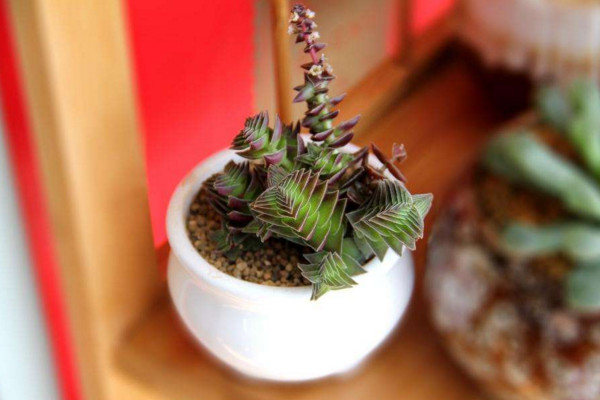 茜之塔多肉有毒嗎,沒有毒性可放心養護