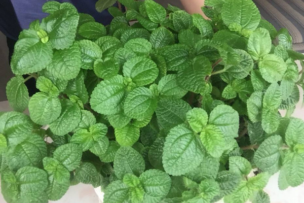 吸毒草的養殖方法,盆土幹燥後再澆水灌溉