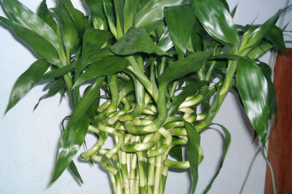 轉運竹杆發黃了怎麼辦,遮光控溫/調節水肥