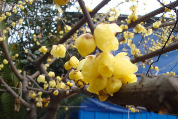 臘梅為什麼不開花,可能是因為光照、養分不足