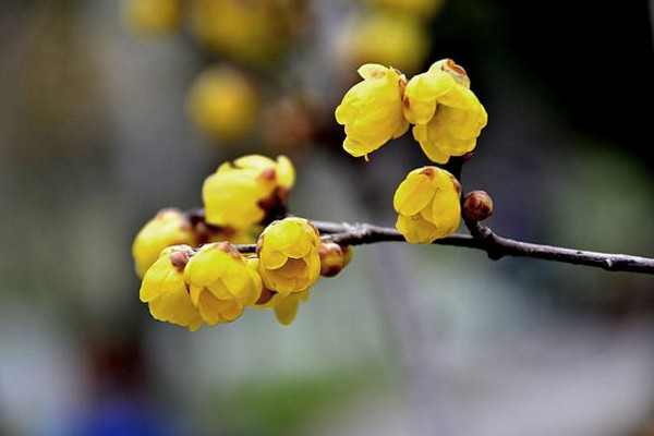 臘梅為什麼不開花,可能是因為光照、養分不足