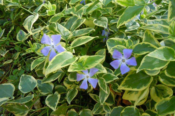 花葉蔓長春怎麼養,5步教你養好花葉蔓長春