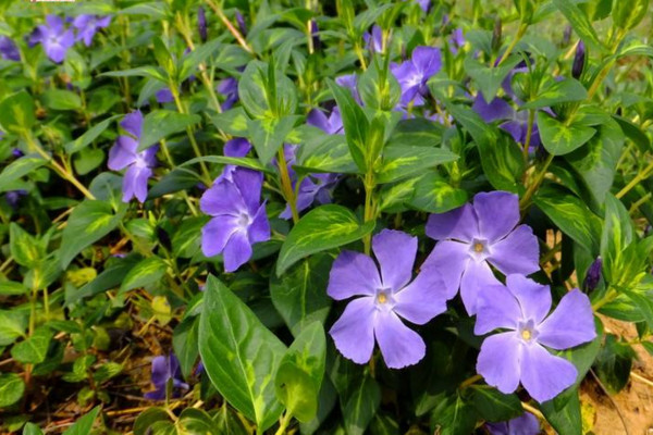 花葉蔓長春怎麼養,5步教你養好花葉蔓長春
