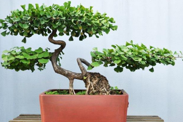 銀杏果怎麼種植盆栽,4步即可完成銀杏果種植