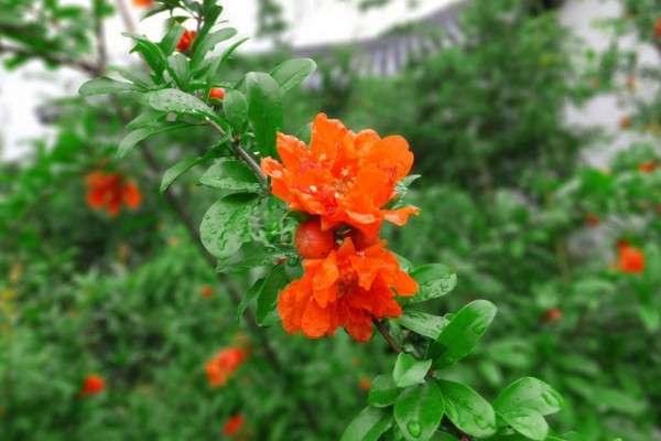 石榴花怎麼養才長得好,土壤適宜並保證光照充足
