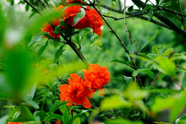 石榴花怎麼養才長得好,土壤適宜並保證光照充足