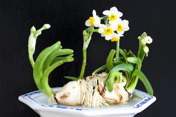 水仙花開完花後怎麼處理,修剪殘花沙藏球莖等