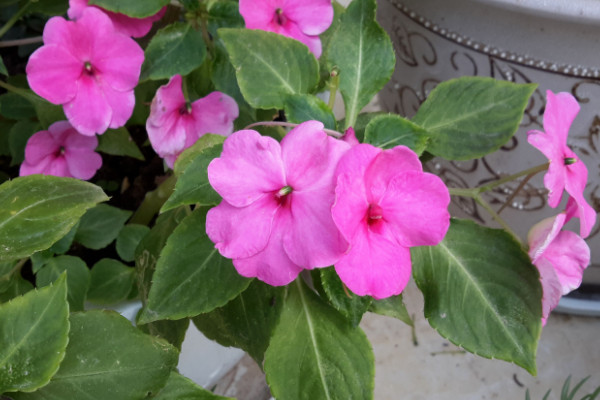 一年四季都盛開的花是什麼花,扶桑花榜上有名