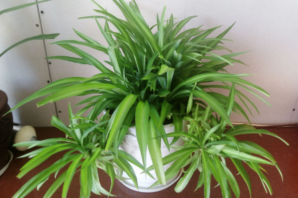 什麼花可以淨化空氣,虎尾蘭/常春藤/龜背竹/金心吊蘭等