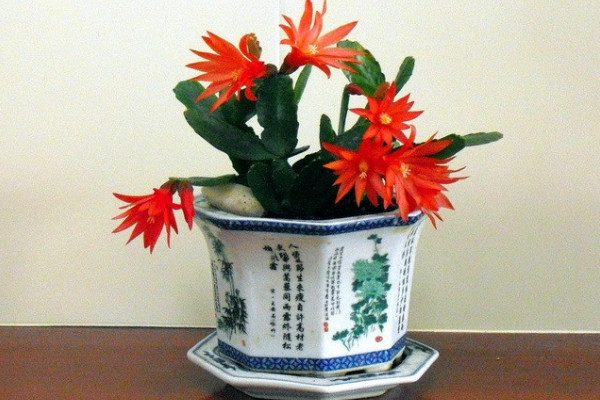假曇花是什麼花,是仙人掌科附生類多肉植物