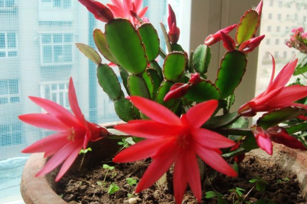 假曇花是什麼花,是仙人掌科附生類多肉植物