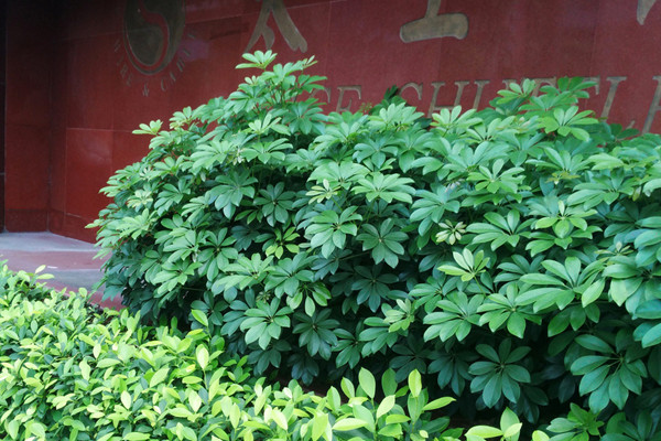 鴨腳木怎麼澆水,春秋季節每星期澆水2~3次