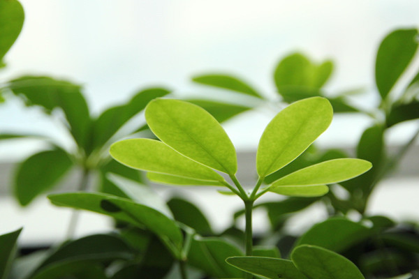 鴨腳木怎麼澆水,春秋季節每星期澆水2~3次