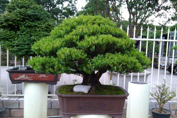 小葉黃楊葉子變黃怎麼辦,控製光照並減少澆水