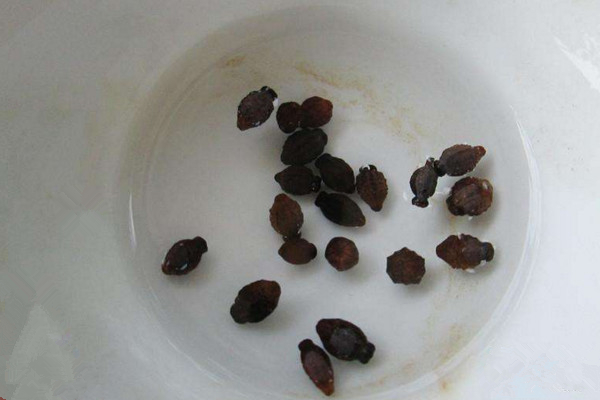 茉莉什麼時候播種,春季播種成活率最高