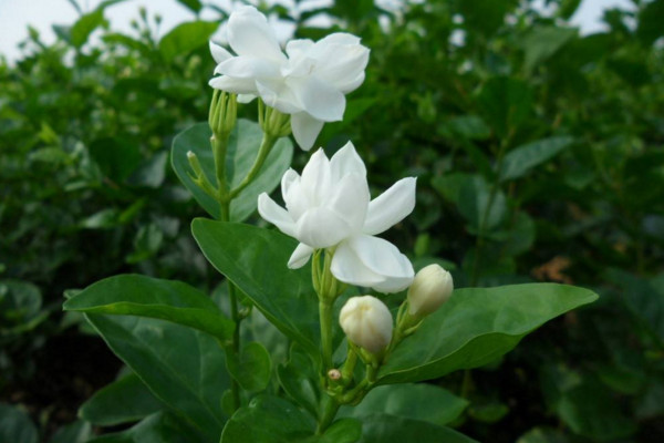 茉莉什麼時候播種,春季播種成活率最高