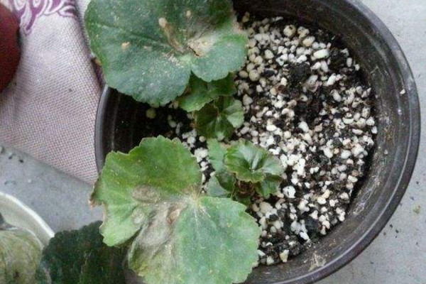 麗格海棠扡插方法,4步即可完成扡插