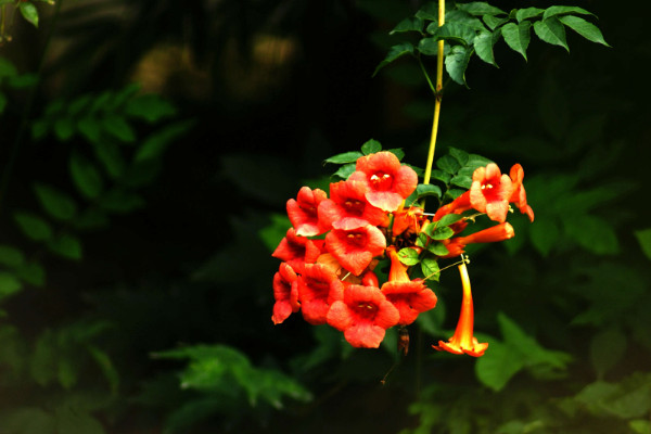 淩霄花是什麼花，紫葳科淩霄屬攀援藤本植物
