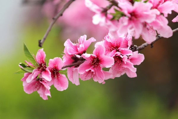 春天開什麼花,迎春花/桃花/鬱金香/油菜花等