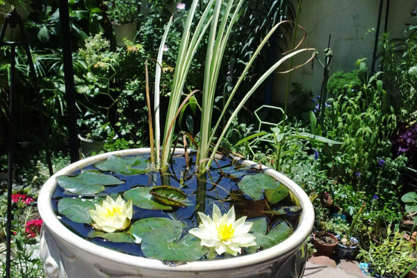 碗蓮的種植方法水培,選擇生長能力強的品種春季水培