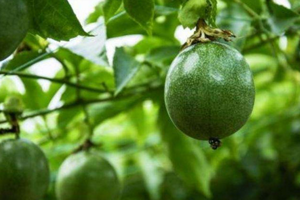 百香果怎麼種,4步即可完成百香果的種植