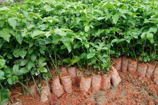 百香果怎麼種,4步即可完成百香果的種植