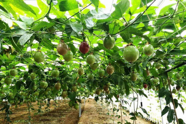 百香果怎麼種,4步即可完成百香果的種植