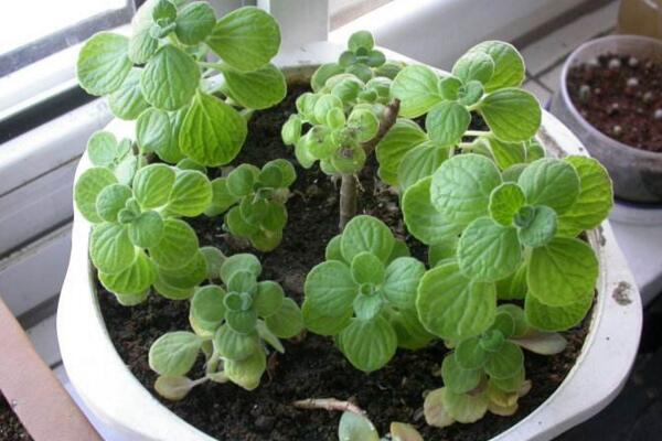 多肉怎麼澆水,春秋季保持土壤微濕潤即可