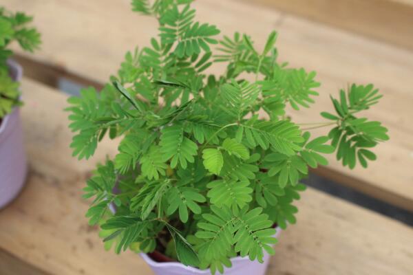室內不適合養什麼花草植物,看到這幾種植物請立即將它搬出去
