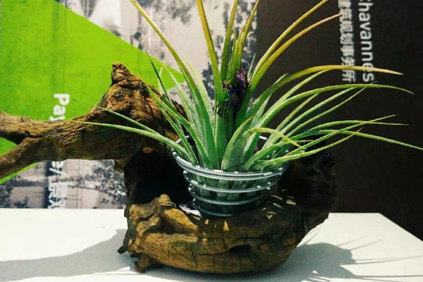 空氣草怎麼養,保證環境濕潤避免強光照射