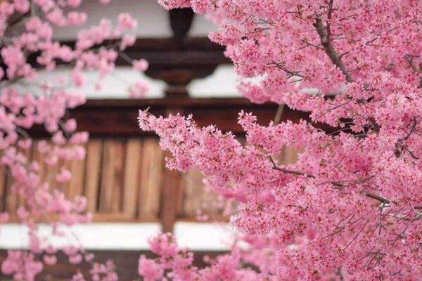櫻花樹怎麼種植，可以通過以下4步進行