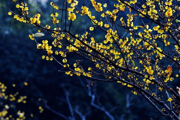 臘梅不開花怎麼辦,加強光照並適當施肥