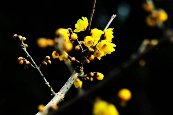 臘梅不開花怎麼辦,加強光照並適當施肥